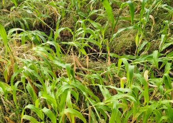 सोलापूर जिल्ह्याला अवकाळीचा तडाखा; रब्बी पिकांसह फळबागांचे अतोनात नुकसान, बळीराजा पुन्हा संकटात!”
