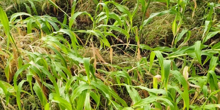 सोलापूर जिल्ह्याला अवकाळीचा तडाखा; रब्बी पिकांसह फळबागांचे अतोनात नुकसान, बळीराजा पुन्हा संकटात!”