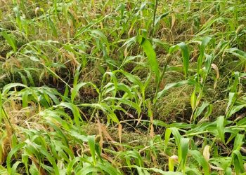 सोलापूर जिल्हा येथे अवकाळी पावसामुळे शेतकऱ्यांना मोठा फटका बसला आहे.