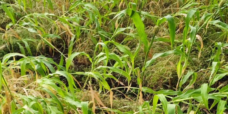 सोलापूर जिल्हा येथे अवकाळी पावसामुळे शेतकऱ्यांना मोठा फटका बसला आहे.